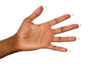 Photo of the left hand, palm out, fingers apart. T is for thumb. The other fingers are numbered from the index (1) to the pinky (4).