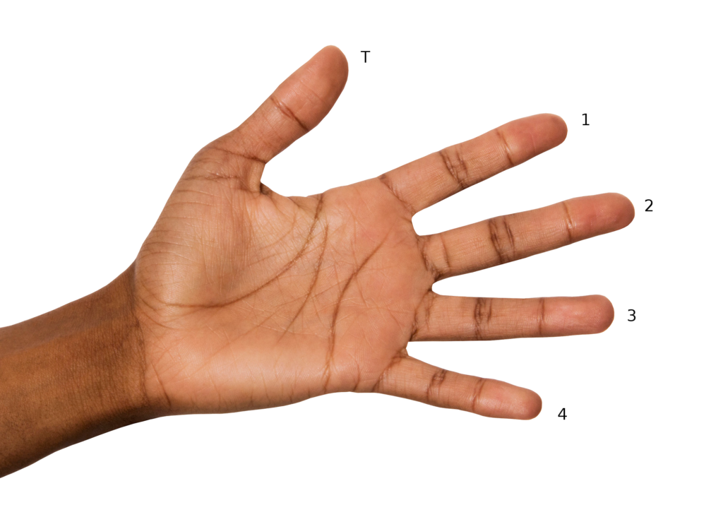 Photo of a hand with fingers numbered 1 to 4, and thumb labelled T